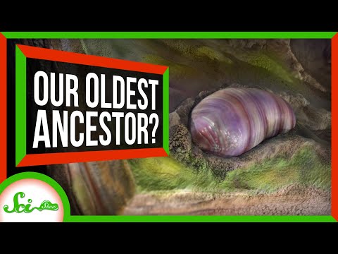 このワームのようなクリッターは（おそらく）私たちの最年長の祖先である｜サイゾーウーマンニュース (This Worm-y Critter Is (Probably) Our Oldest Ancestor | SciShow News)