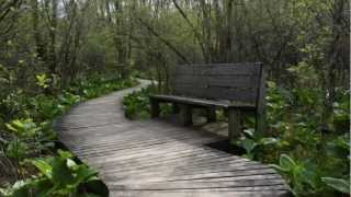 ozric tentacles   toltec spring