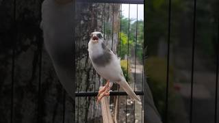 Download lagu KENARI PANDA GACOR CENGKOK ISTIMEWA | SRNT CANARY #birdsinging #kenari #masterankenari mp3