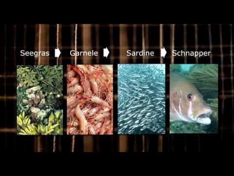 Nahrungsketten und Nahrungsnetze (Schulfilm-Vorschau)