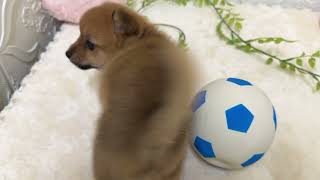 ハーフ犬の動画01