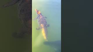 Electric Eel&#39;s Deadly Surprise: Crocodile&#39;s Unforeseen Foe #shortsvideo