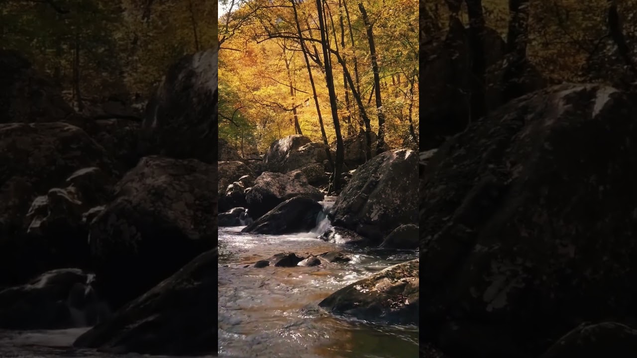 River Water Flowing in the Forest #relaxingwatersounds #flowingwatersound #softpiano #naturesounds