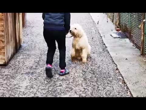 Komondor puppy for sale