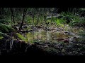 Rain Sounds for Deep Sleep, Relaxing or Focus / White Noise Nature Recording in the Forest / 8Hrs 💦