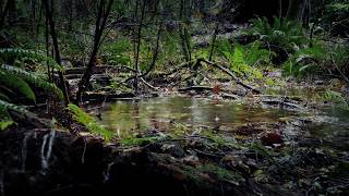 Rain Sounds for Deep Sleep, Relaxing or Focus / White Noise Nature Recording in the Forest / 8Hrs 💦