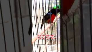 Download lagu KONIN DADA MERAH GACOR‼️ #kolibrininjagacor mp3