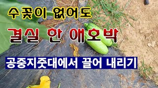 [텃밭농부. 1,109]  수꽃이 없어도 결실한 애호박. 지줏대에서 끌어 내리는 방법 #애호박재배