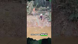 Download lagu Palm Oil Harvesters Afraid of Being Targeted by Crocodile Predators #shorts #harvest #predator #c... mp3 Download lagu Palm Oil Harvesters Afraid of Being Targeted by Crocodile Predators #shorts #harvest #predator #c... mp3