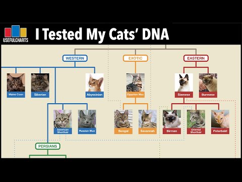 image-How do I know if my cat will like another cat?