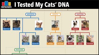 I Tested My Cats' DNA using BasePaws | Family Tree of Cat Breeds