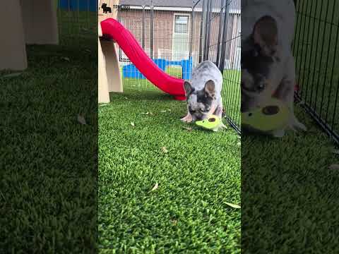 Video 4