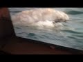 Blue Planet Part 20