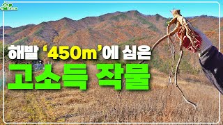 해발 450m에 심은 고소득 작물 ㅣ무농약 무비료ㅣ급수 시설도 없이 재배했다!
