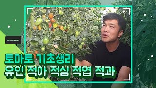 토마토 키우기 이것만은 제대로 알고 갑시다 유인 적심 적엽 적과 원리