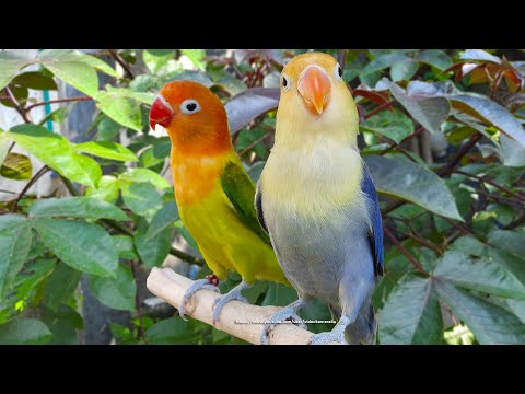 Lovebird Chirping Sounds - PB Violet Fischer & Euwing Gold Opaline Fischer