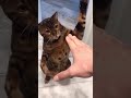 The Most Epic Cat Slap Ever Catsplaying Catlovers Catgames Shorts Ytshorts Chaichant