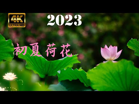 河花