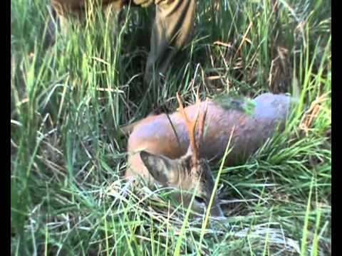 2 Böcke auf der Strecke und 2 Keilerwaffen von polnischen Rekorden!