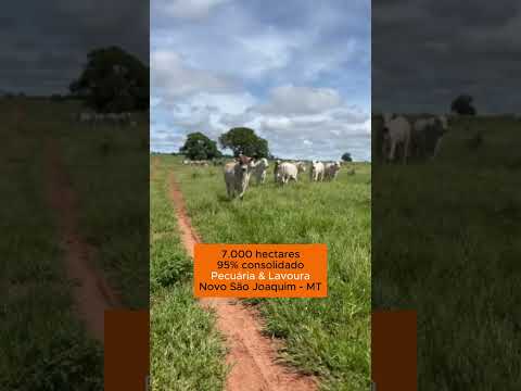🐂 Gigante Agropecuária em Novo São Joaquim-MT | 7.000 ha prontos para pecuária e lavoura!