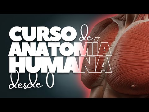 🎓 Curso de Anatomía Humana Gratis » Aprende anatomía desde 0