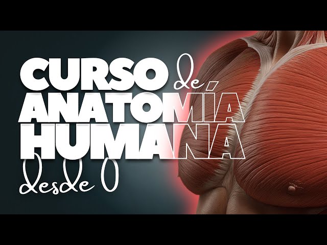 Vídeo relacionado con yakermur Póster Anatomía Humana - 16 Posters Musculares | Esquemas Científicos Para Estudio Y Enseñanza De La Anatomía Humana