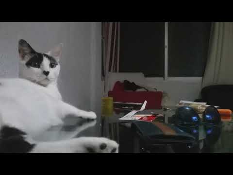 Calypso Round Table knights