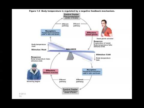 essay feedback software essay feedback software