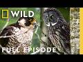 Enter The Planet Of The Birds Full Episode DOCUMENTARY SPECIAL Nat Geo Animals