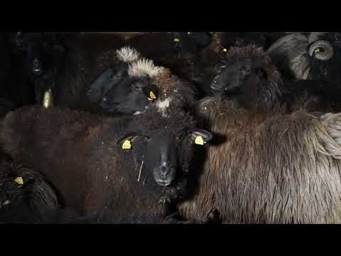 Autohtone vrste Srbije ep. 48 30.01.2020. NAJAVA