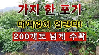[텃밭농부 2,074]  가지 한포기 심어서 대책 없이 열린다. 200개 이상 수확! #가지재배