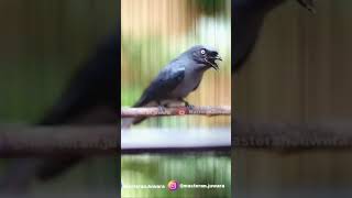 Download lagu Satu Nafas 2 Lagu Srigunting Gacor Isian Kunti Tengkek mp3 Download lagu Satu Nafas 2 Lagu Srigunting Gacor Isian Kunti Tengkek mp3