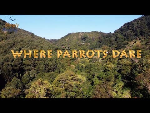 The Birding Diaries - S1 E8 - Where parrots dare - Search for the Cape Parrot