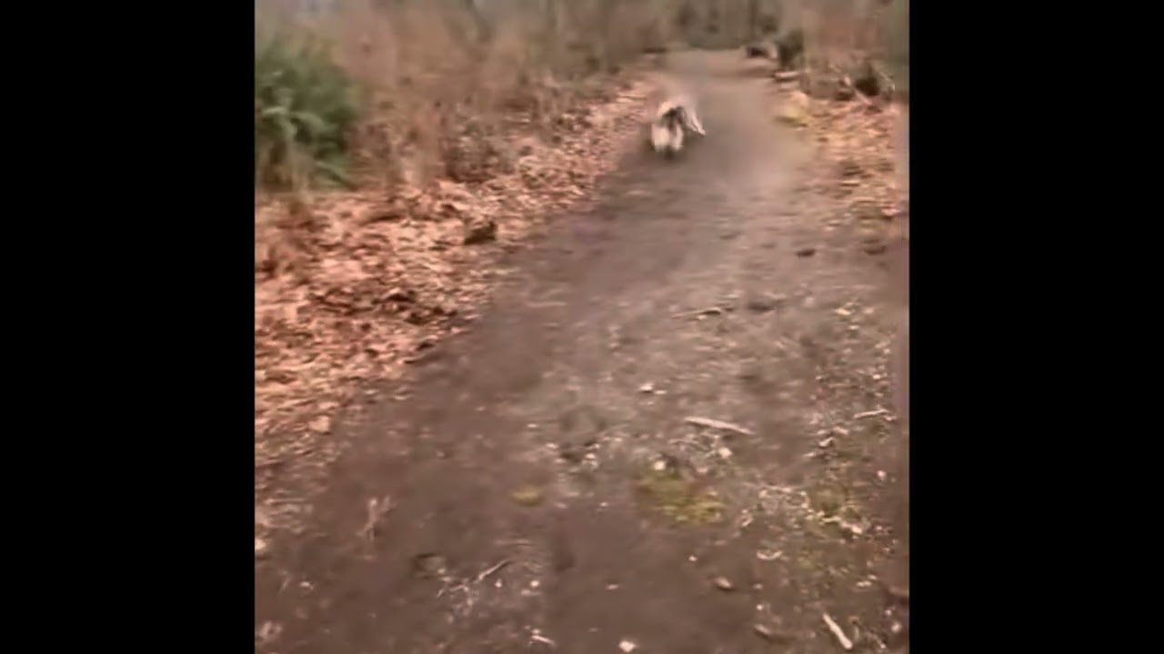 Enlarge Freddy, a ADOPTABLE Siberian Husky in Issaquah, WA video 6/6