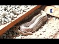 വലിയ അണലിയെ വിഴുങ്ങിയ വലിയ മൂർഖൻ പാമ്പ്‌ | Vava Suresh | Snakemaster EP 788