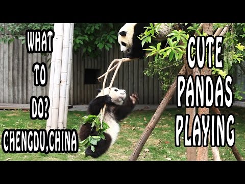 成都パンダ保護区で遊ぶパンダ｜成都、どうする？ (Pandas Playing at Chengdu Panda Reserve | Chengdu, What To Do?)