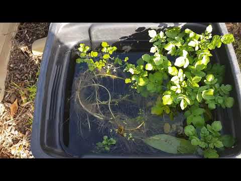 Propagating water cress in a bucket