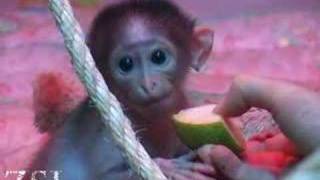Conchita - a cute clip