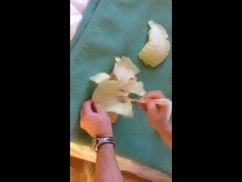 Osteophyten im Ellenbogengelenk von Hunden Paraffin Knie