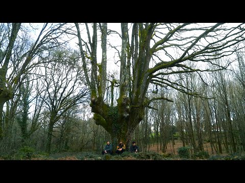 Brais Ninguén & Couto 90 - DEEP ROOTS (Official Video)
