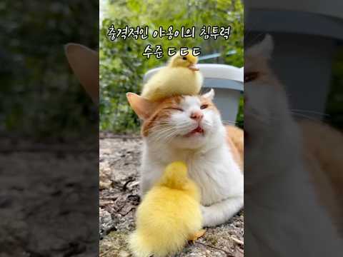 충격적인 야옹이의 침투력 수준