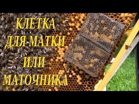 КЛЕТКА ДЛЯ ПЧЕЛИНОЙ МАТКИ ИЛИ МАТОЧНИКА НА ПРАКТИКЕ