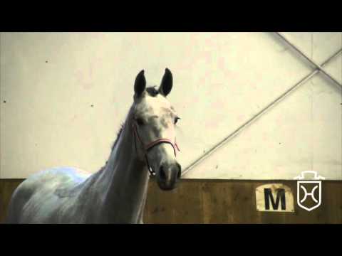 04 Holsteiner Stute von Cascadello I - Cassini II - Landgraf I - Freispringen