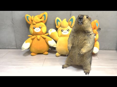 Introduced some friends to Mamochi / Puku's growth story on the running wheel