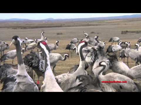 Migración Grulla común ( Grus grus ) y pa