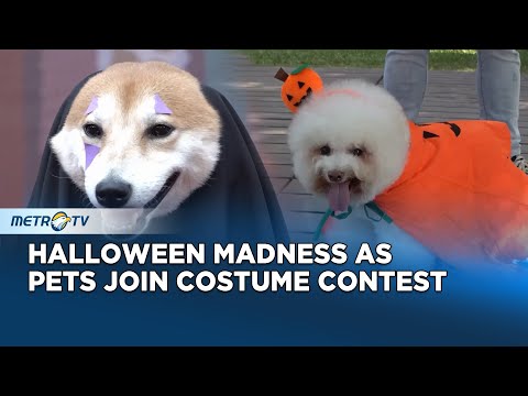 Pets Parade in Spooky Costumes for Halloween Contest in Chiayi - YouTube