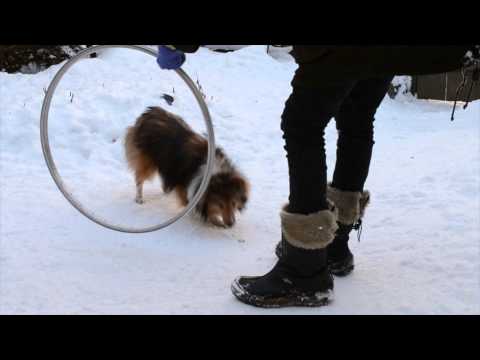 comment renforcer la complicité avec son chien