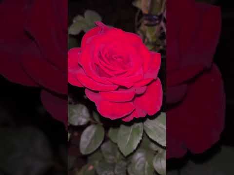 naseeba Bhi Kya🌹🌹🌹#beautifulworld #flowers #trending #nature 🌹♥️❤️👌✨️