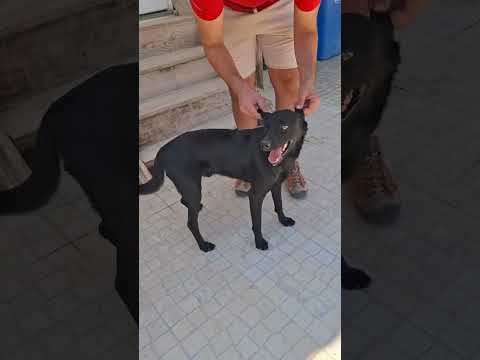 Vídeo de SHADOW / SHOYU