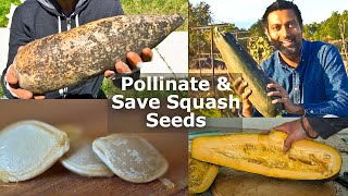 This Technique of Saving Seeds from Zucchini and Squash Plants will Amaze You